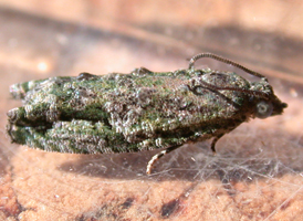 Maple-twig Borer